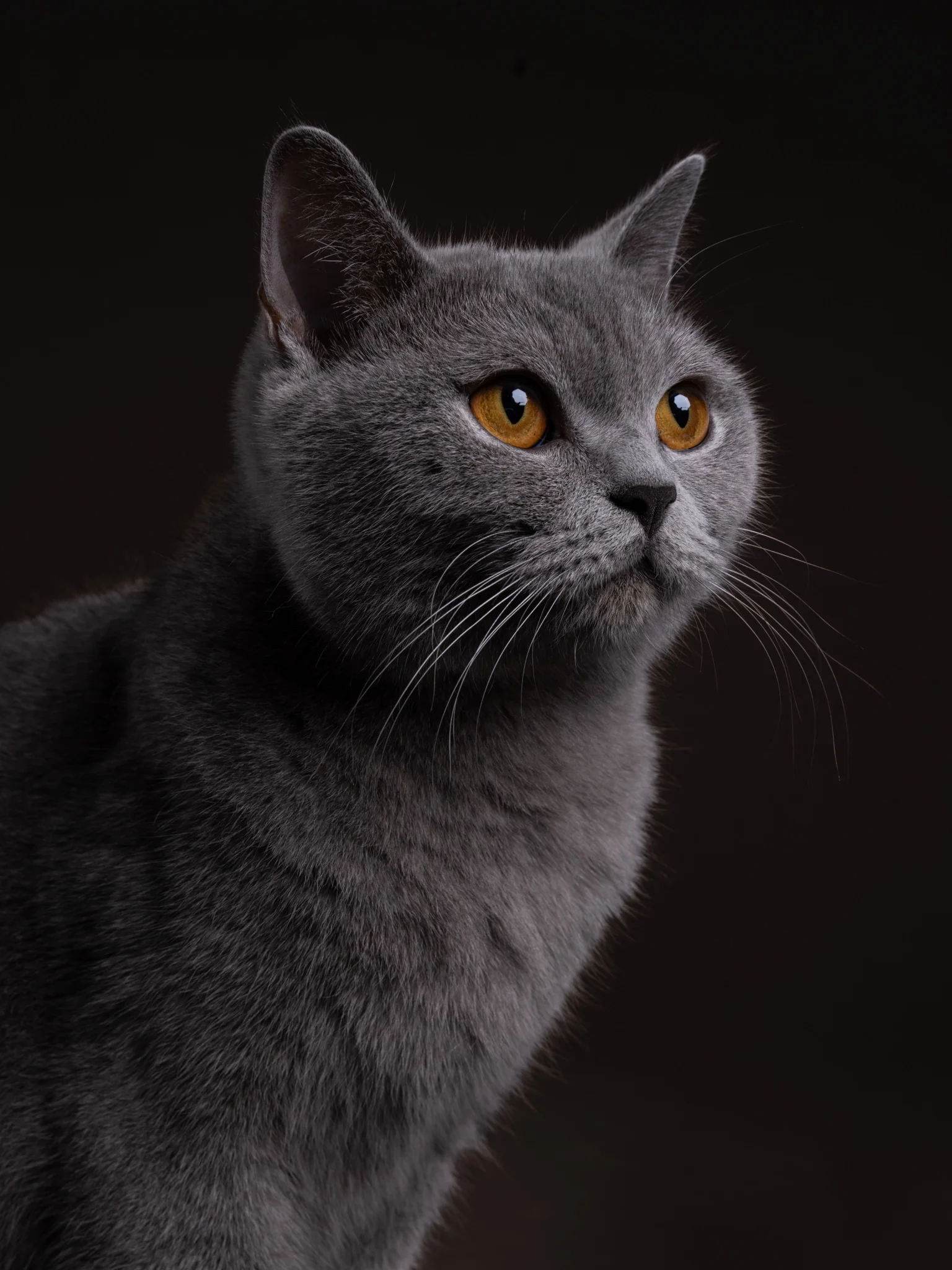 Close-up portrait of a grey British Shorthair cat with orange eyes on a dark background.